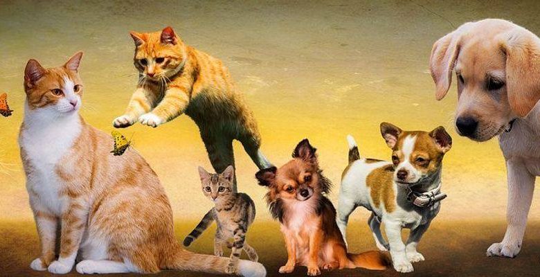 Puppies near me - Finding A Best Puppy For Sale 1 Puppies near me