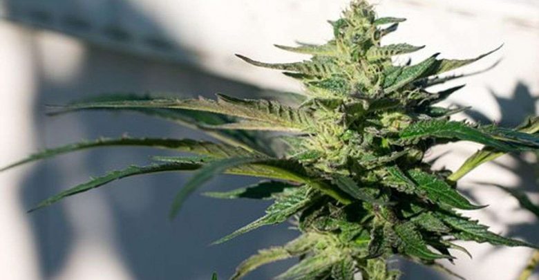 Order katsu bubba kush online - How Do I Get The Best Deal 1 Order katsu bubba kush online