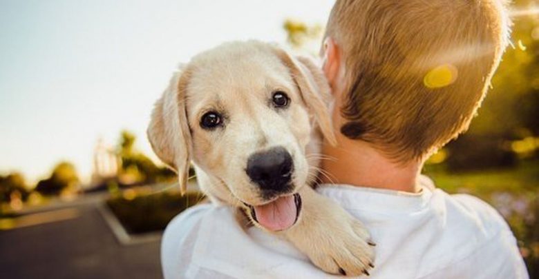 Tips about Finding Havanese Puppies available for purchase 1 Puppyhub.org