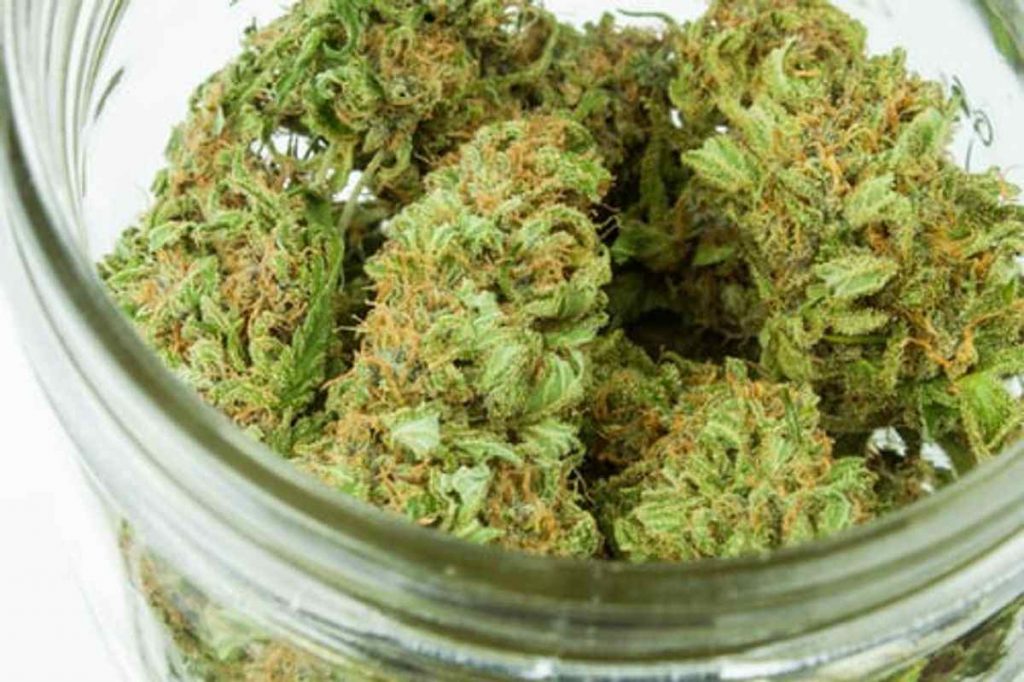 Viper Cookies Strain