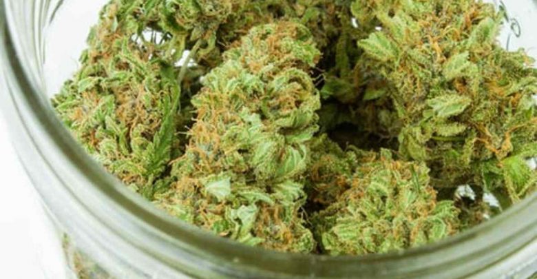 Viper Cookies Strain - How To Find the Best 1 Viper Cookies Strain