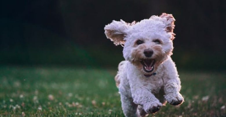 How Does A Dog Growl - The Interesting Guide 1 How Does A Dog Growl