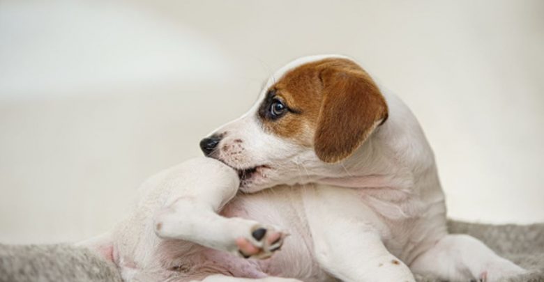 Why Does My Dog Scratch And Bite Himself - The Best Guide 1 Why Does My Dog Scratch And Bite Himself