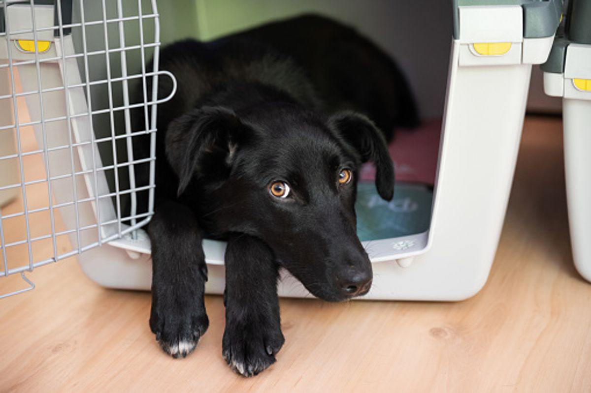 large dog crates pets at home