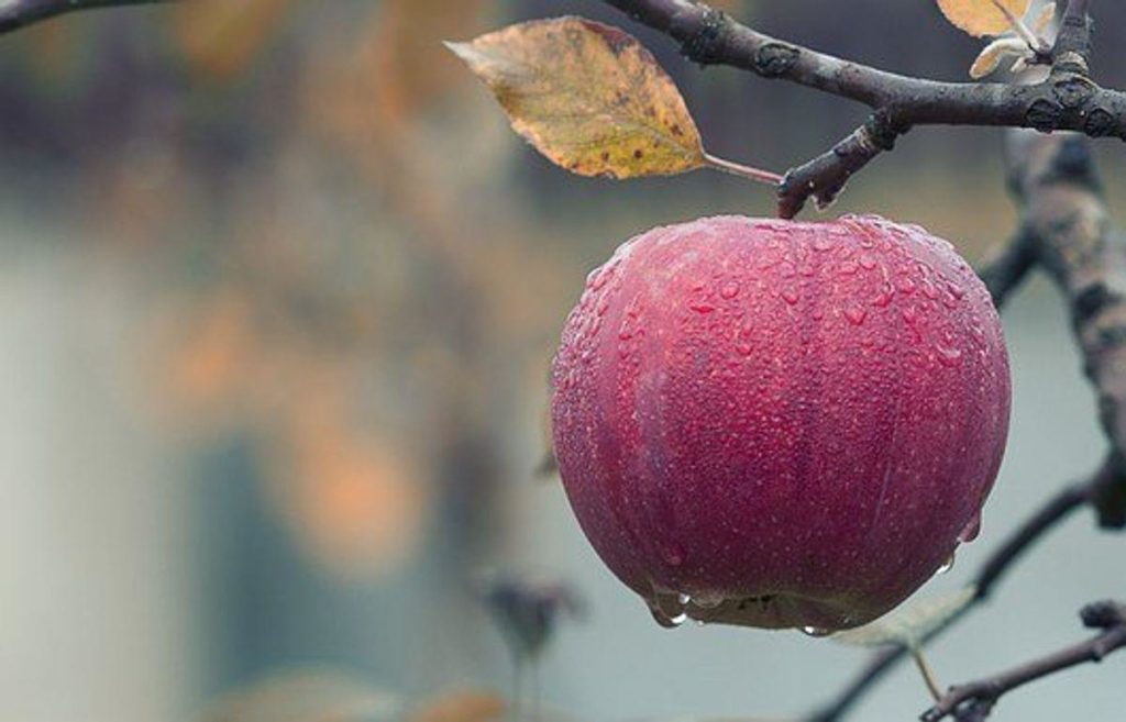 Why Are Apples Good for You