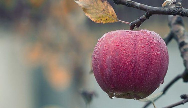 Why Are Apples Good for You