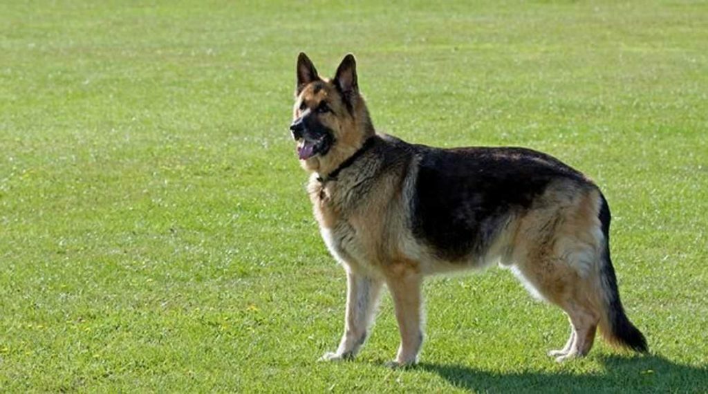 German Shepherd Dogs