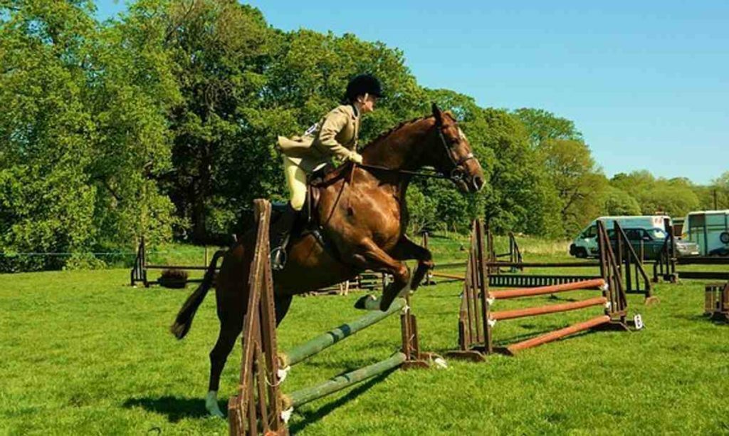 Horse Training