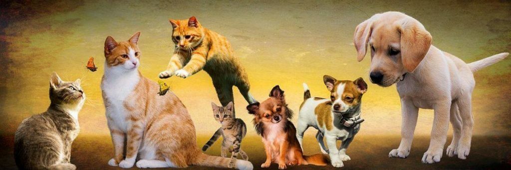 Is Your Cat Or Dog Ill
