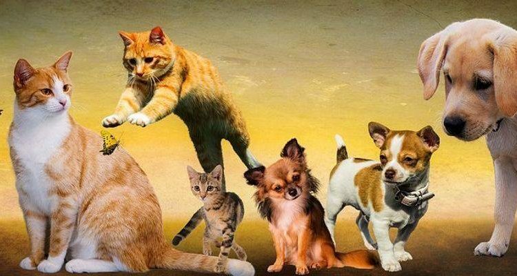 Is Your Cat Or Dog Ill