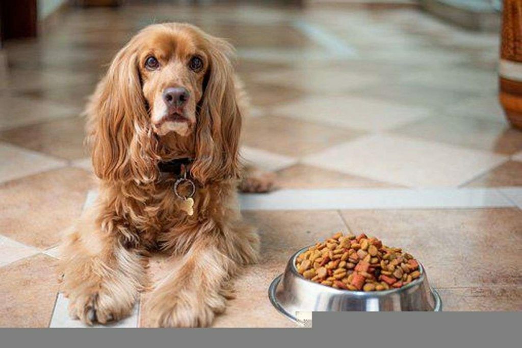 Special Dog Diets