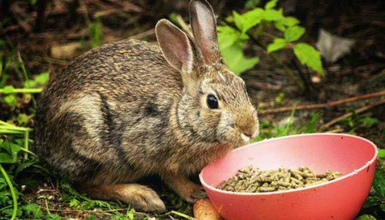 What Do Rabbits Eat
