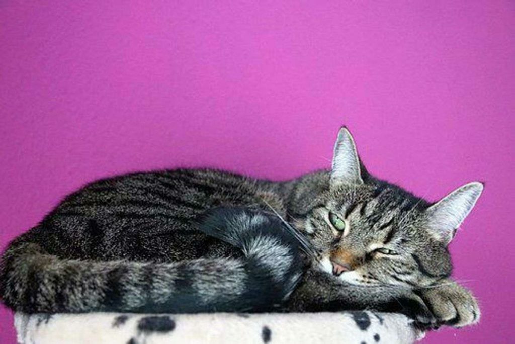 What to Do About Pet Stress