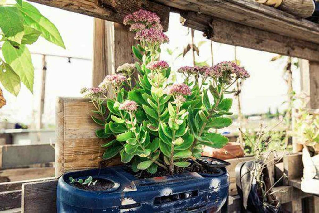 What to Recycle and Use in the Garden