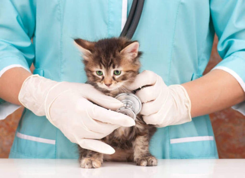 Petplan Pet Insurance Reviews