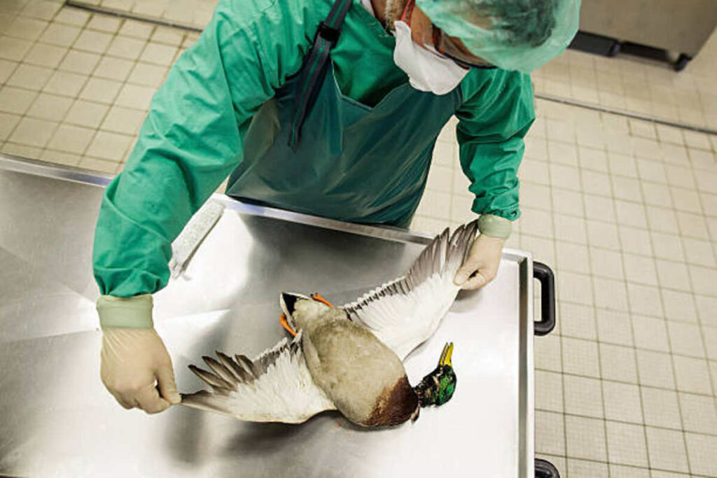 bird flu