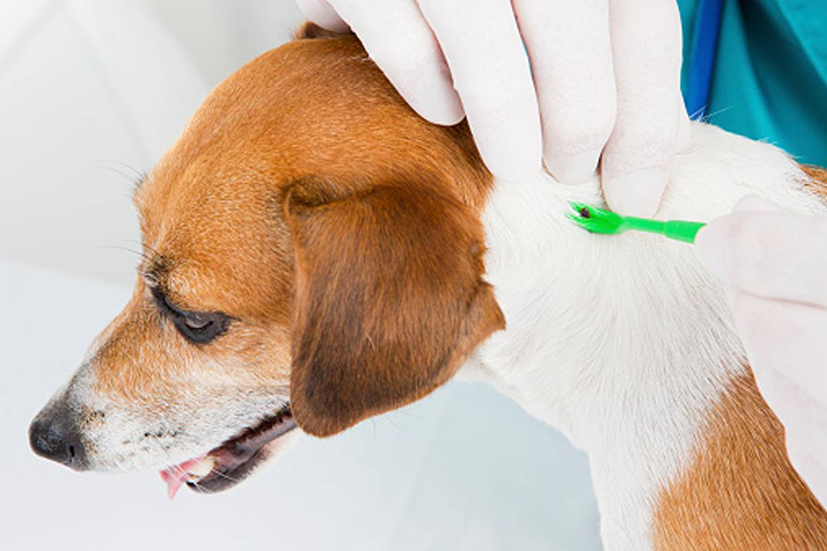 Lyme Disease in Dogs