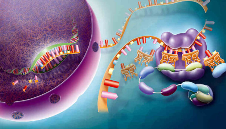 USA peptides