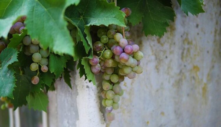 Homemade Wine