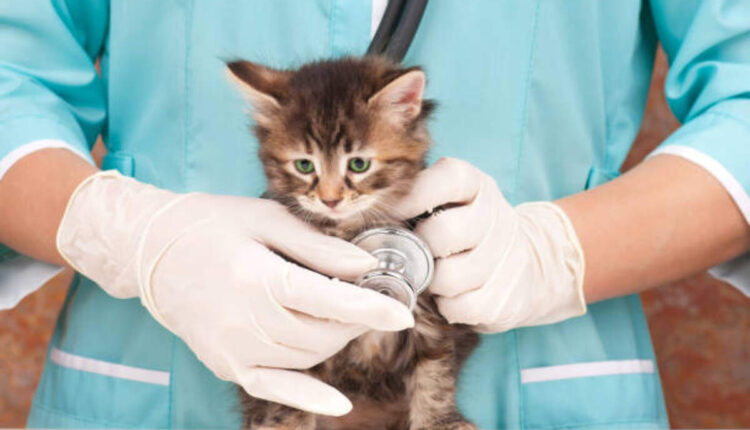 Usaa Pet Insurance Reviews