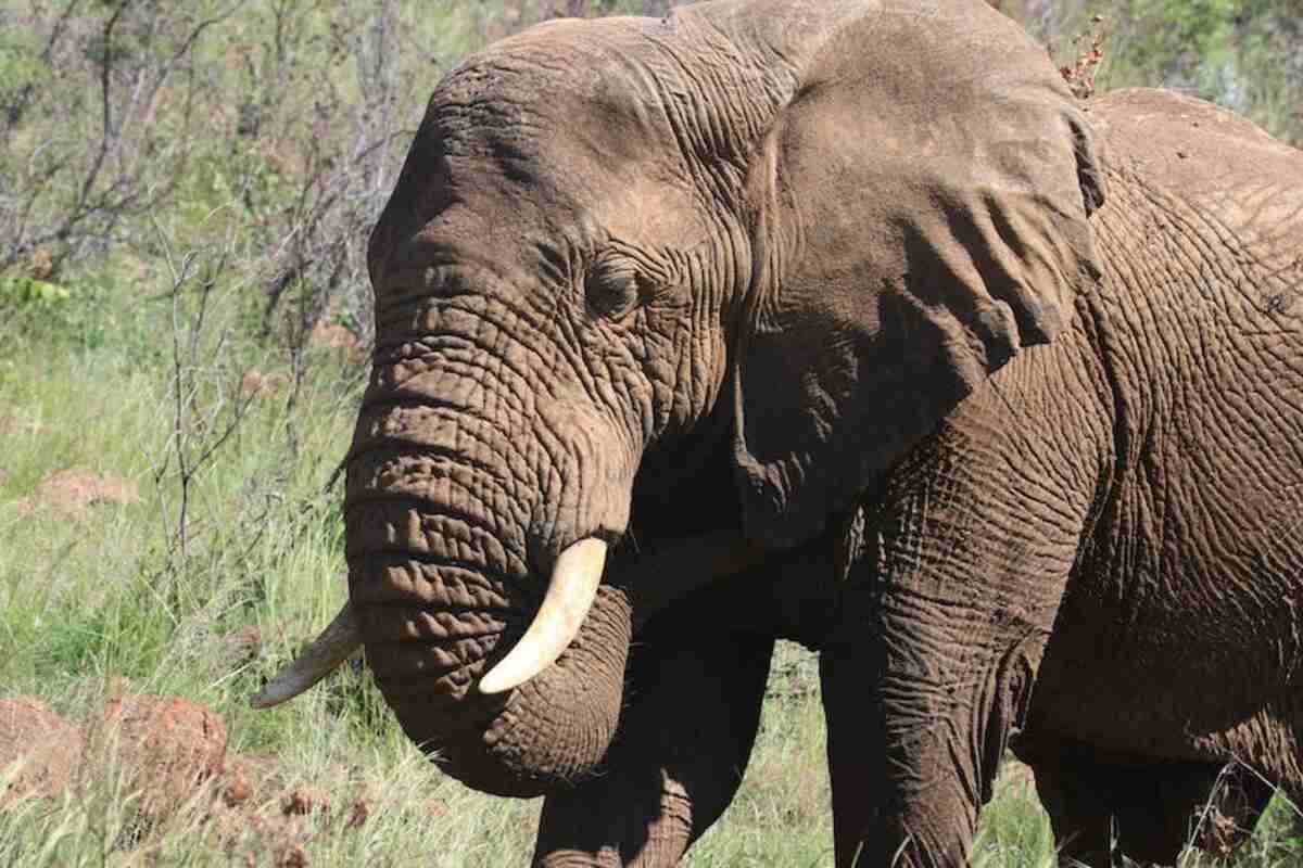 Jaldapara National Park