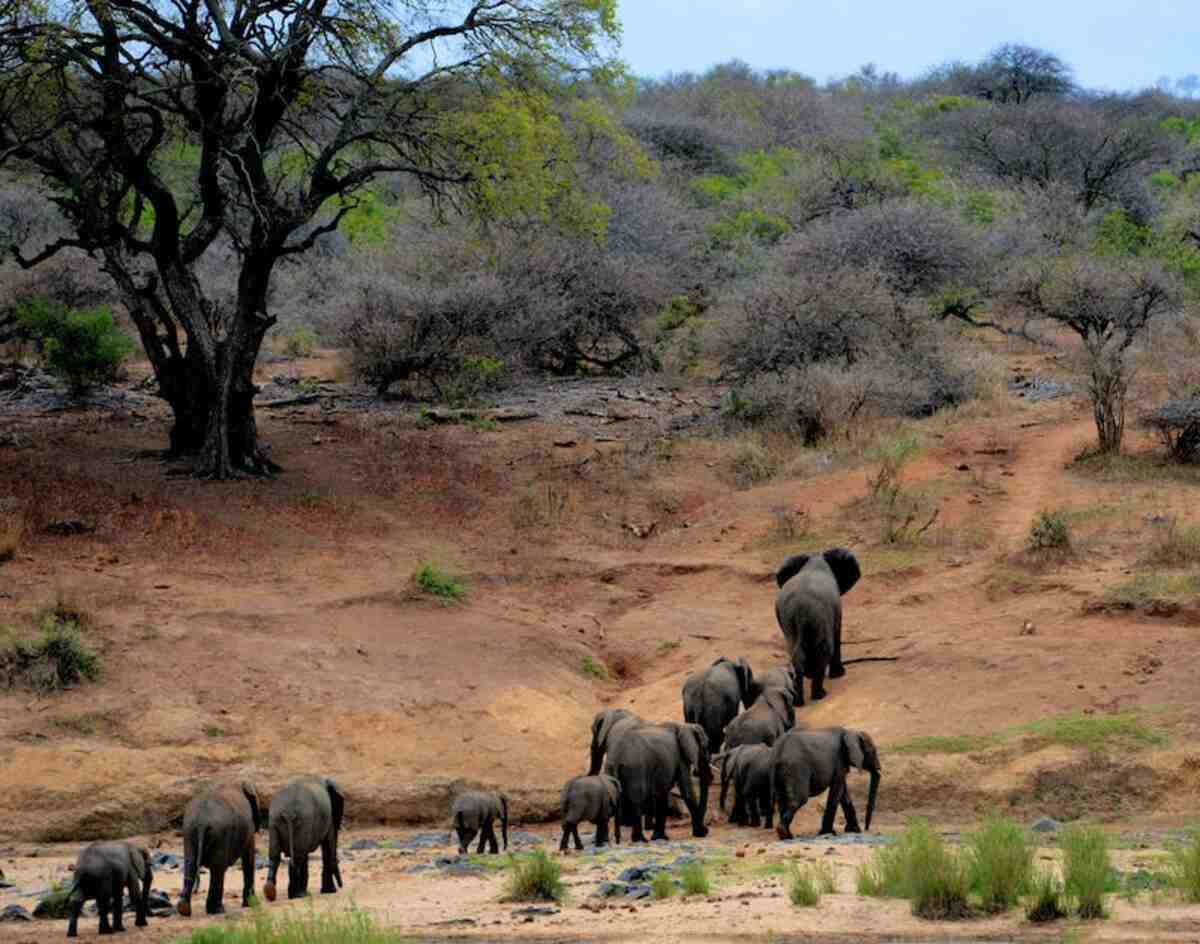 Jaldapara National Park