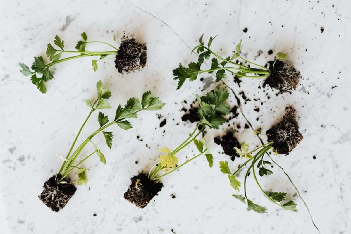 small vegetable garden