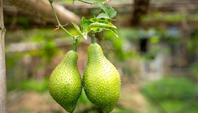 small vegetable garden