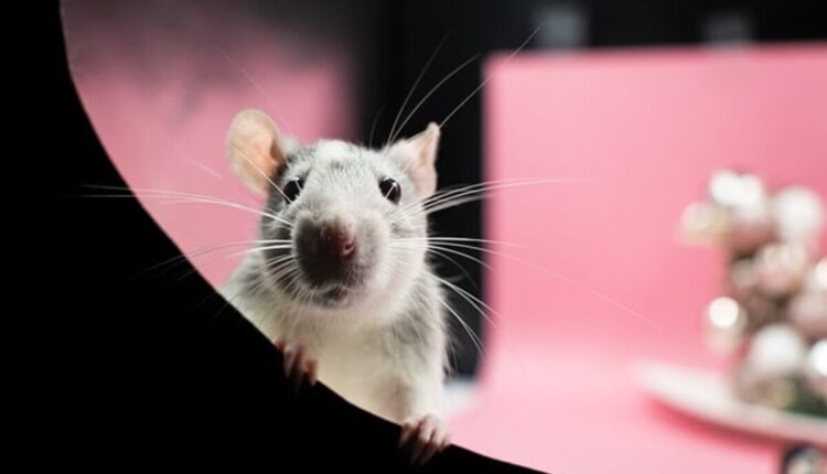 Rat Control