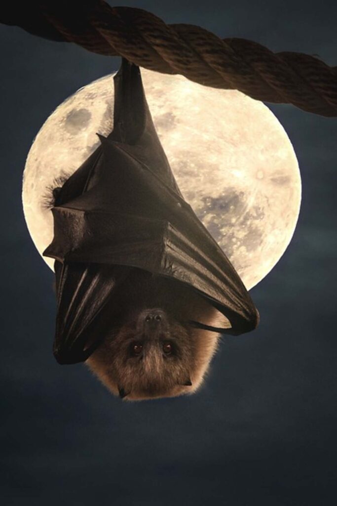 bat removal in Alexandria, VA