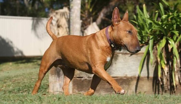 roman dog breeds