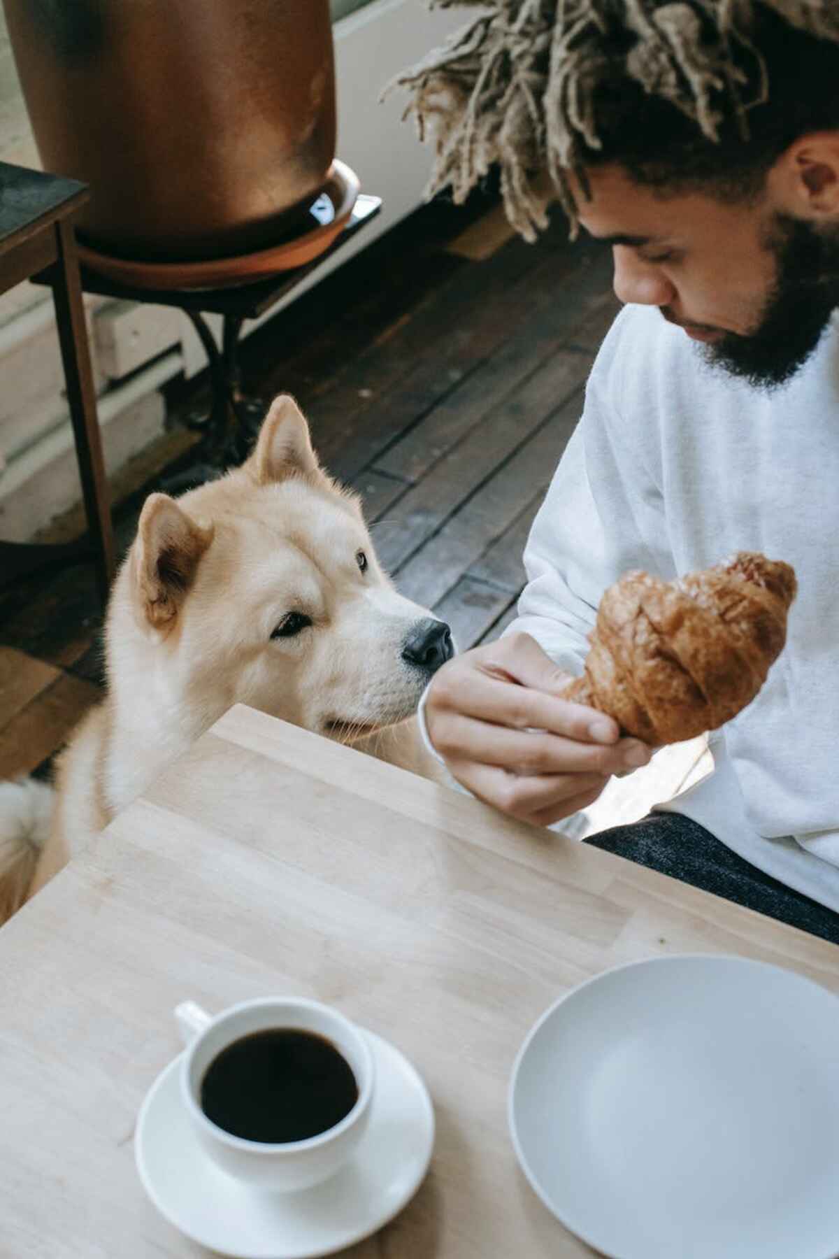 Top 10 pet friendly cafes in kolkata