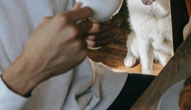 Top 10 pet friendly cafes in kolkata