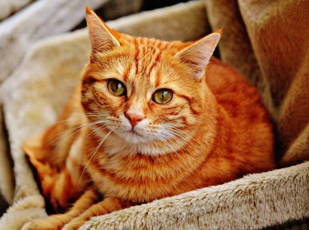 How Much is Cat Insurance? 1 How much is cat insurance?