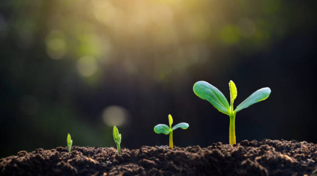 Plant Seeds