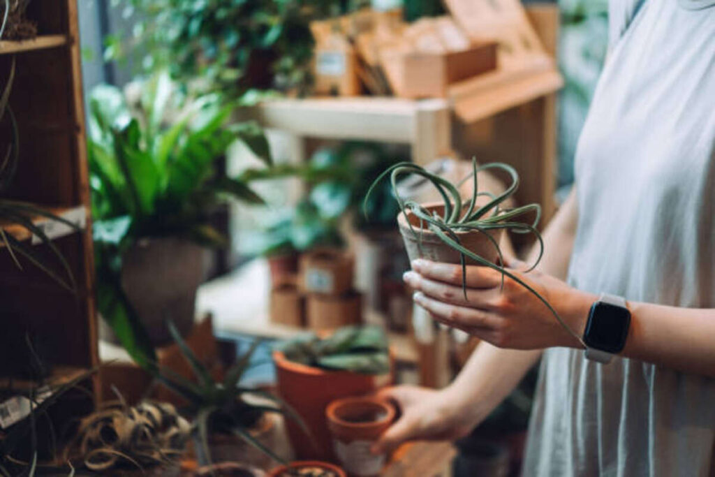 Air Plant Holder: Elevate Your Greenery in Style 1