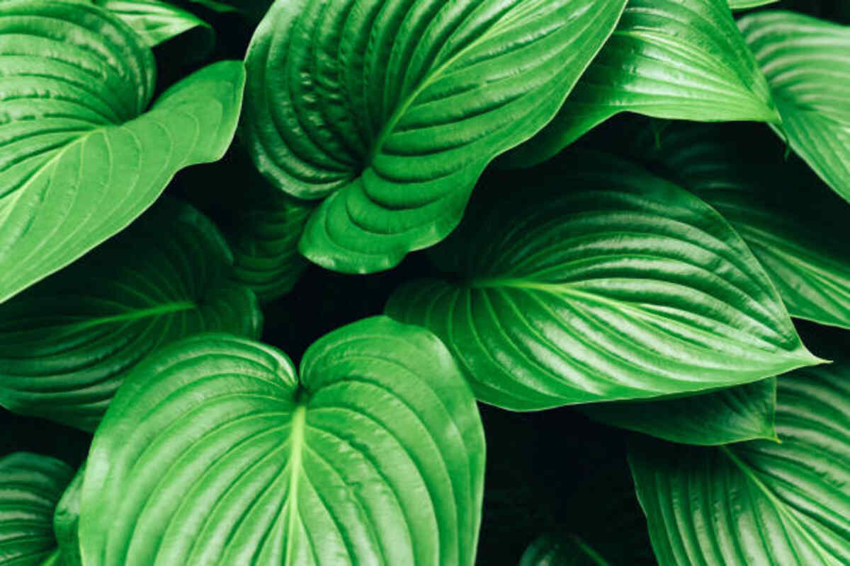 Big Leaf Plants