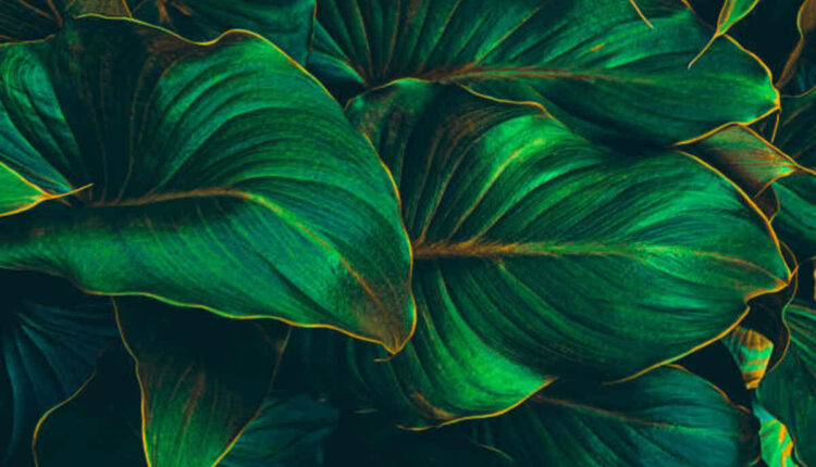 Big Leaf Plants
