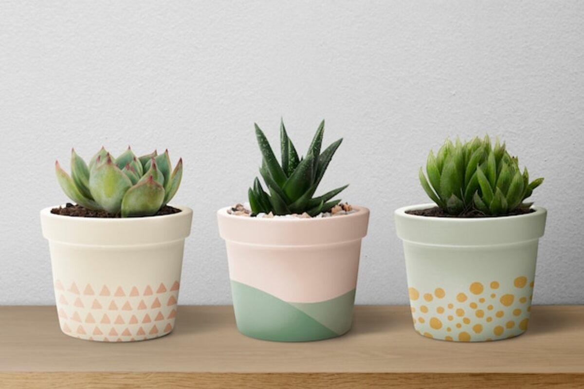 Cactus Planter