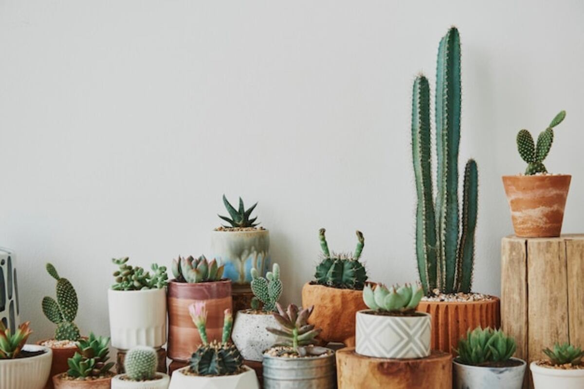 Cactus Planter