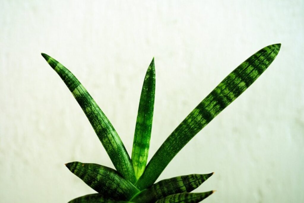 Snake Plant Benefits