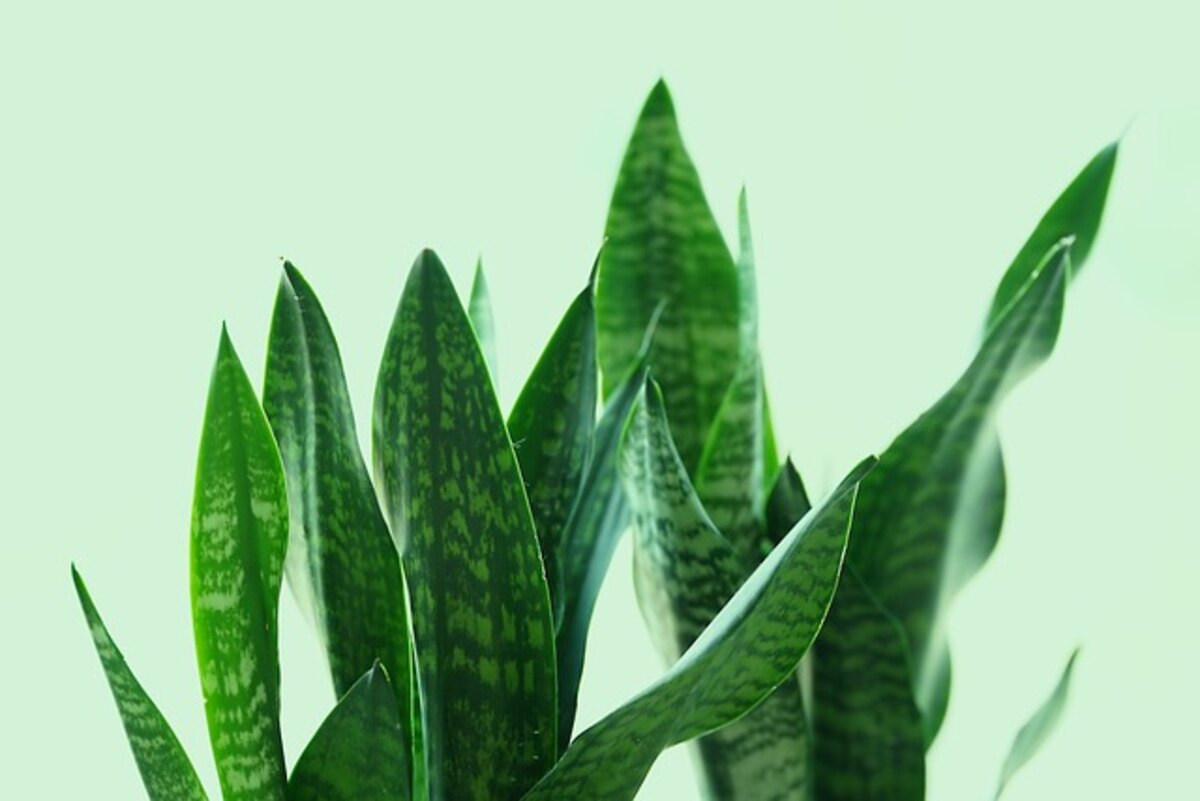 Snake Plant Benefits