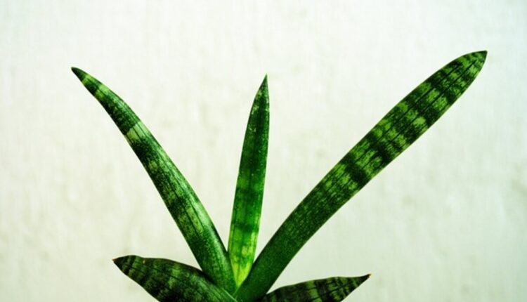 Snake Plant Benefits