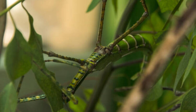 Goliath Stick Bug