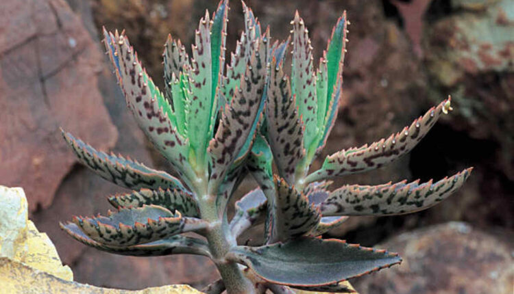 devil's backbone plant
