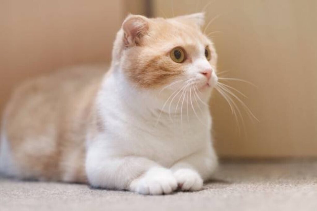 munchkin cats for sale