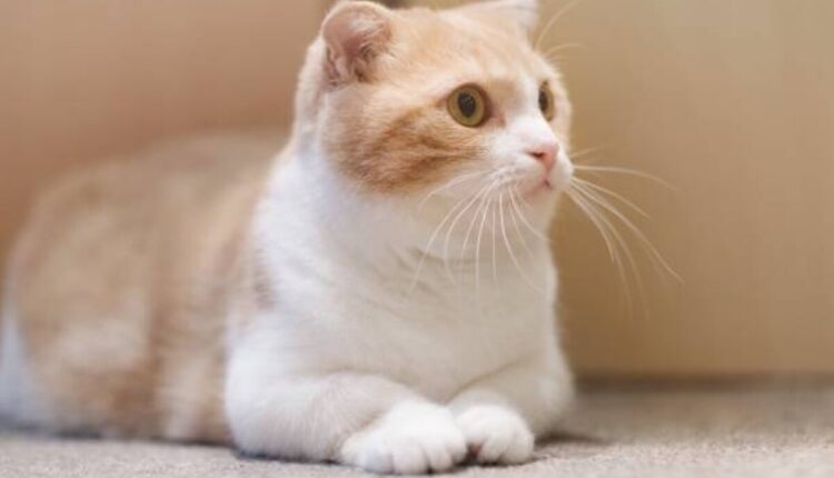 munchkin cats for sale