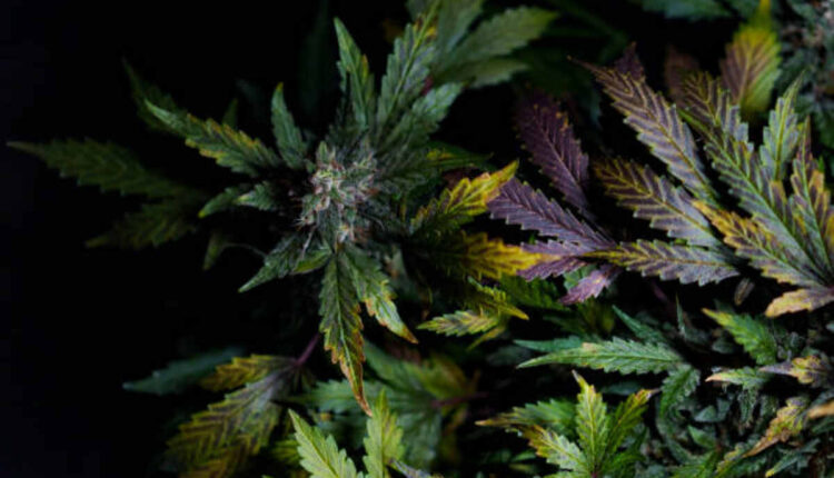 Cannabis