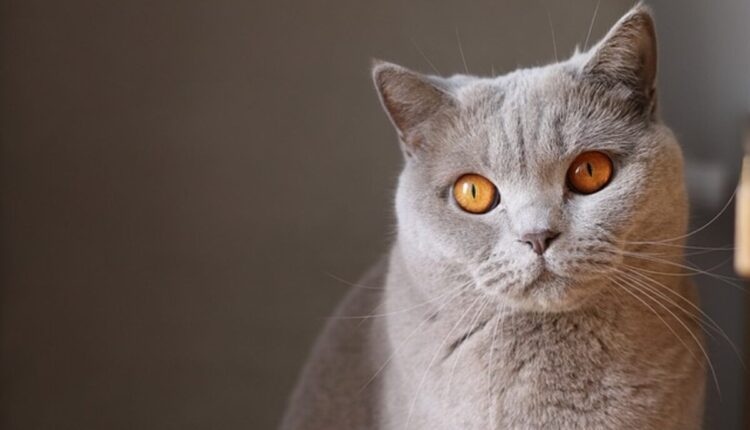buy munchkin cat