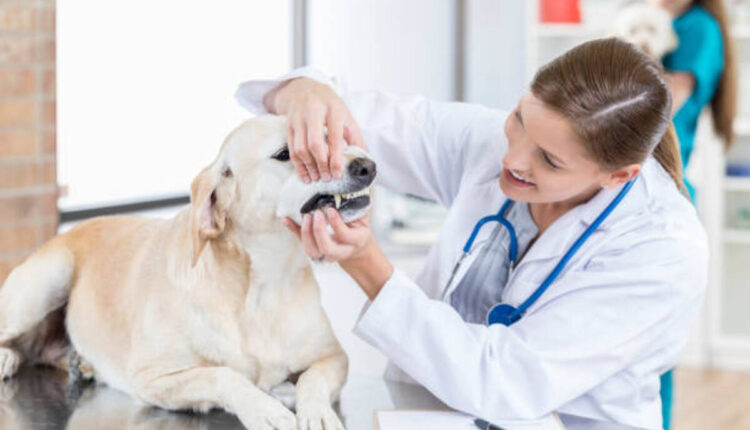 dog tooth extraction cost